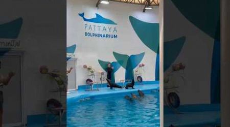 #Dolphin dance in Pattaya #Dolphin ball show # Dolphin show in pattaya #Dolphin lovers