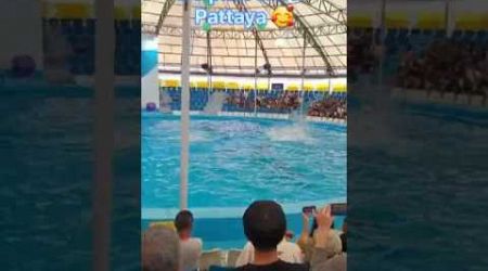 #shorts#sreebhadravlogs#dolphinshow#pattaya