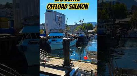 Big Boats Offload Salmon / Port Alberni BC / Vancouver Island BC