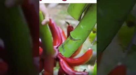 Wanita pembudidaya pisang merah di Thailand #shortsvideo #pertanian #pisang #tanaman #viralshort