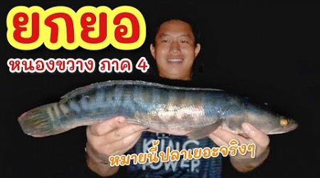 ยกยอ น้ำใหม่ปลาขึ้น ►Fishing lifestyle Ep.765