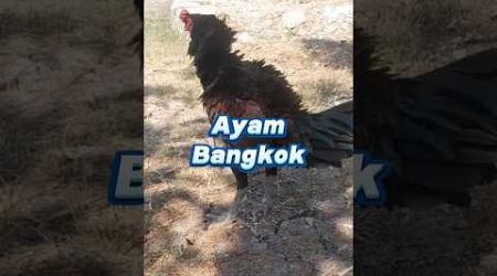 Ayam bangkok super #ayamjago #ayamaduanindonesia #ternakayam