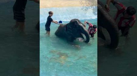 Elephant enjoying a bath! #shorts #elephant #bath #phuket #thailand #ytshorts