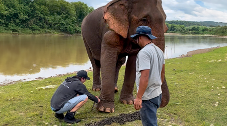 An Elephant Walking Without Chains For The 1st Time In 41 Years Is Melting Hearts Online