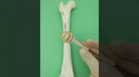 Bandaging Wounds Part 1 #goodtoknow #woundcare #vet #medicine #tutorial #manukahoney #funfacts