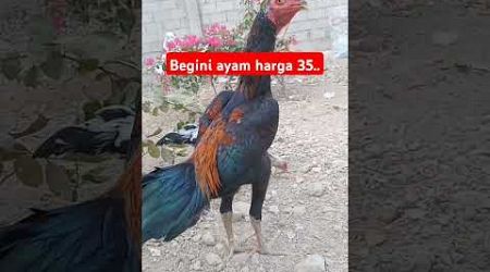 Ayam bangkok f5 #ytshorts #video #subscribe #lucu #ayamkesayangan #pecintaayam #trandingshorts