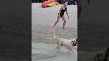 Stray dog ​​surfing on the beach of Grand Island, Pattaya, Thailand all year round 芭提雅格兰岛，流浪狗在海里冲浪