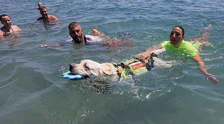 Watch: Dog lifeguards deployed on Spanish beach