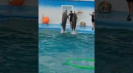 #Dolphin vlog #dolphinshow #travel with us #Phuket #Thailand @amiablecouple