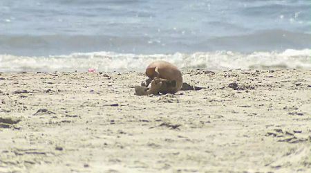 This bizarre discovery on a Southern California beach wasn’t what it seemed