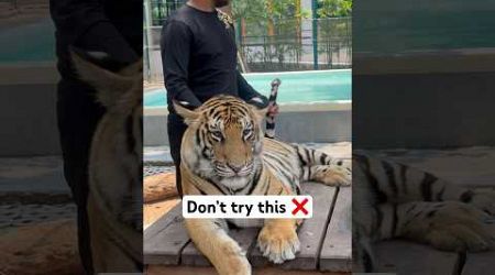 Meeting real tiger first time | crazy experience in phuket 2023 #thailand #bangkok #lostinthailand