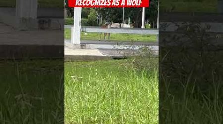 Thai Street Dog Howling Wolf #phuket #doglover #phuketstreetscene