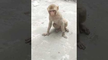 cute Monkey #trends #socialanimal #viralvideo #cuteanimal #trendingshort #babymonkey #tranding #cute