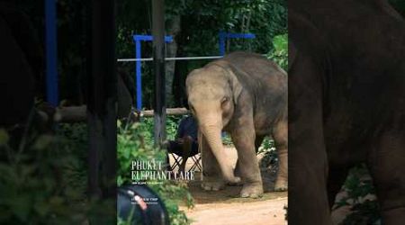 Phuket elephant care (Loch Palm Camp) #elephant #phuketelephantsanctuary #ช้างภูเก็ต