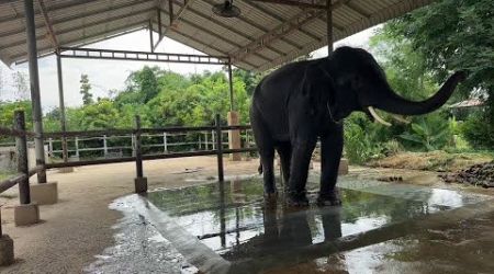 การถ่ายทอดสดของ Elephant Thailand