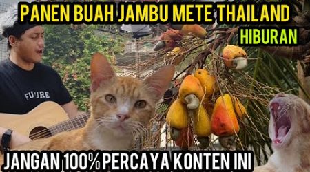 Nyanyiin Kucing Tom Malah Ngantuk Endingnya Panen Buah Buah Jambu Mete Thailand