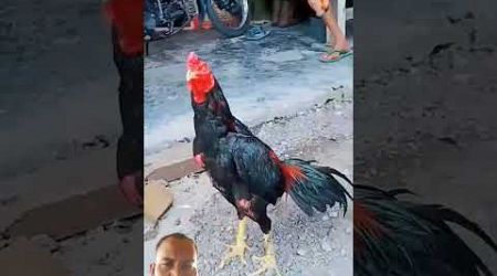 Ayam Bangkok super #ayam #animals #funny #lucu #pets #rooster #chicken