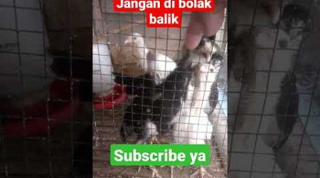 ayam Bangkok yang lapar