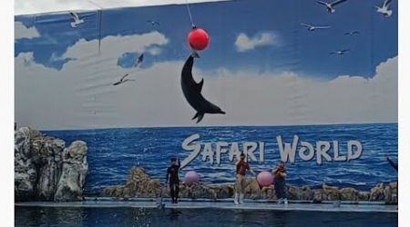 dolphin show @SafariWold Bangkok Thailand చూదం రండి .?#trending #comedy # #bangkok #thailand #fun