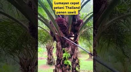 petani Thailand gunakan dodos sawit #thailand #kelapasawit