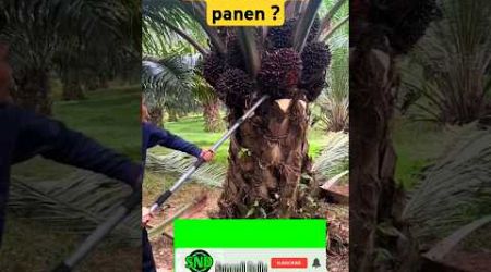 petani sawit Thailand buah hitam di panen #buahsawit #kelapasawit