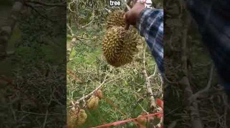 Method of catching durian in Thailand. #durian #catching #shorts