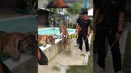 ISHOWSPEED AND HIS CAMERAMAN GOT ATTACKED BY TIGER 