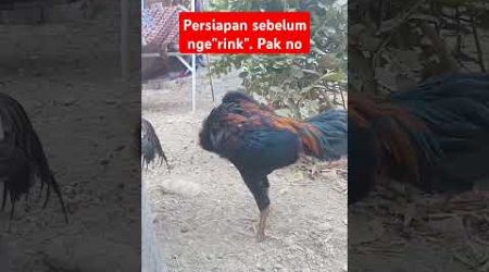 Ayam bangkok jantan#yt #ytshorts #video #pecintaayam #subscribe #lucu #ayamkesayangan