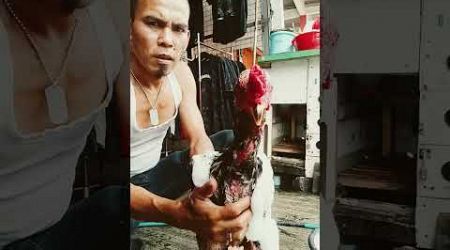 Lagi mandi siang ayam Bangkok shamo eropa asli kesayangan saya supaya segar badan nya bosku hehehe