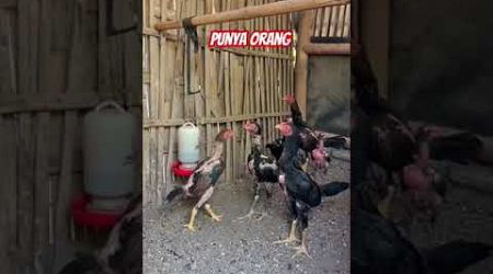 Ayam bangkok #ayam #pecintaayam #ayamcantik #viralshort #viralvideo #trendingshorts #burung #ayam