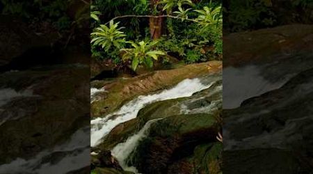 Near Phu Pha Waterfall in Phang Nga, Thailand. #naturesounds #natureshorts