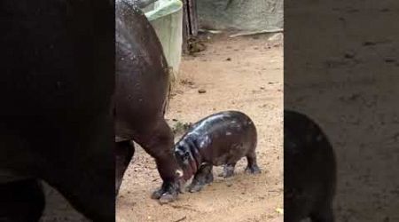 Baby Hippo #baby #animals #babyanimal #hippo #cute #cutebaby #zoo #travel #foryou #usa #shorts