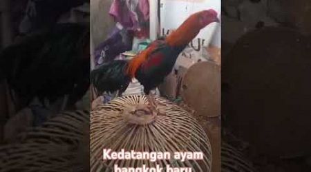 Ayam bangkok berkelas di daerah saya 