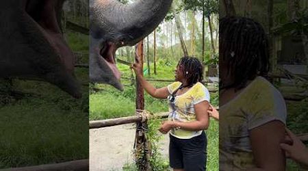 Feeding Elephants #elephant #phuket #travel