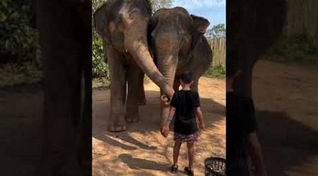 Elephants in Phuket - Mother &amp; Son Adventures