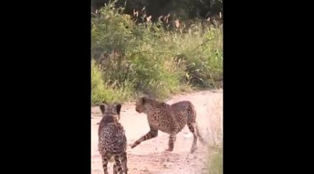 Funny The Lion Chases Two Leopards Run Away #animals #shortvideo #entertainment