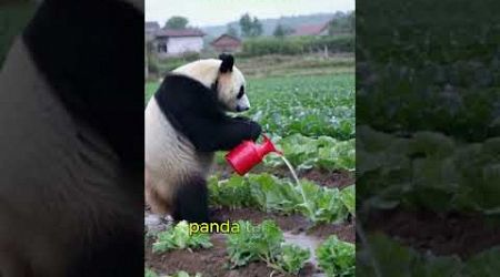 Kehidupan keras si Panda #education #memeviral #ai #funny #ngakak #reaction