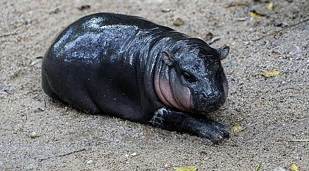 The Internet Is Obsessed With Moo Deng, The Viral Baby Hippo