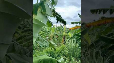 banana plantation #thailand #samui #samuiisland #beach