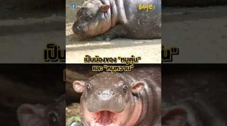 #หมูเด้ง #สำนักข่าวทูเดย์ #hippo#thailand #ฮิปโปแคระ#สวนสัตว์เปิดเขาเขียว #ฮิปโปแคระสวนสัตว์เขาเขียว