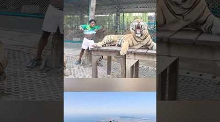 Speed barks towards a tiger in Thailand