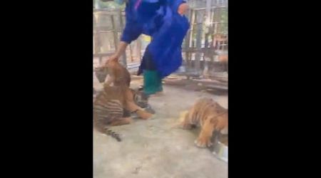 Feeding Cute Little Tigers/Good Job #animals #entertainment