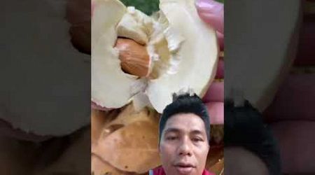 Perbedaan cara makan Buah Durian Indonesia vs thailand