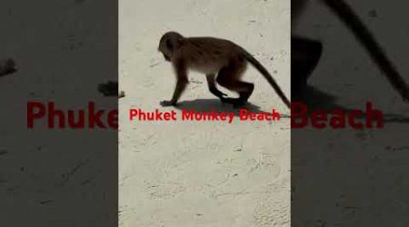 PHUKET MONKEY 