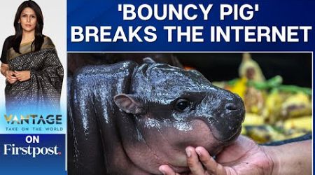 Thailand&#39;s Pygmy Hippo Moo Deng Becomes Internet Sensation | Vantage With Palki Sharma