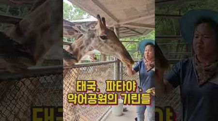 태국. 파타야. 악어공원의 기린들. Thailand. Pattaya. The giraffe at Pattaya Crocodile Park.