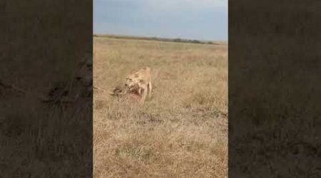 Lioness Hunted an Antelope #kenyatourism #masaimara #wildlife #travel #guide #photography #lion