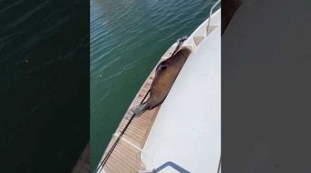 Sea Lion wakes up on Yacht! #youtobeshorts #subscribe #shorts #wildlife