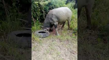 #Buffalo fighting on Koh Samui #ควายชนเกาะสมุย #ควายไทย