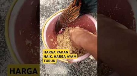 pakan ayam bangkok jagung +padi+pur594